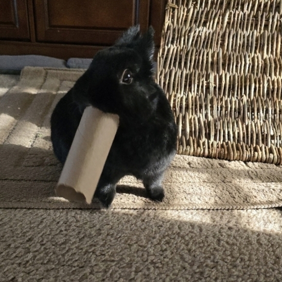 10mm Amazonite Amethyst Bracelet - Picture 11 of 13
